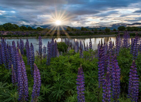 Lupines, Omarama, New Zealand
