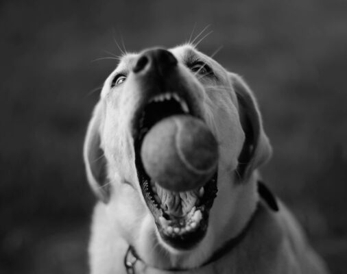 Catching Ball, Labrador Retriever, Switzerland
