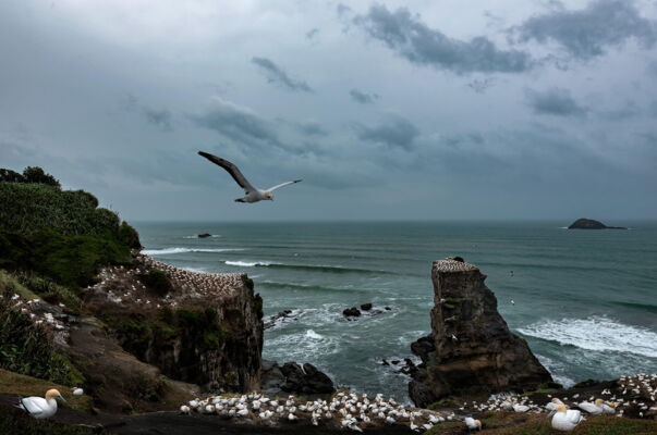 Cannet Colony, Muriwai, New Zealand