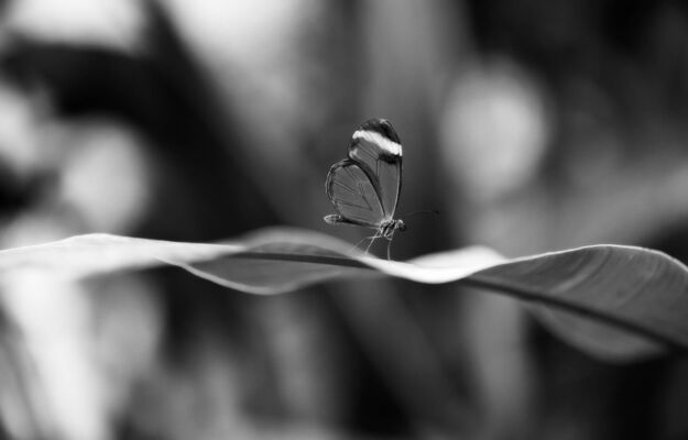 Glaswing Butterfly, Papillorama, Kerzers, Switzerland