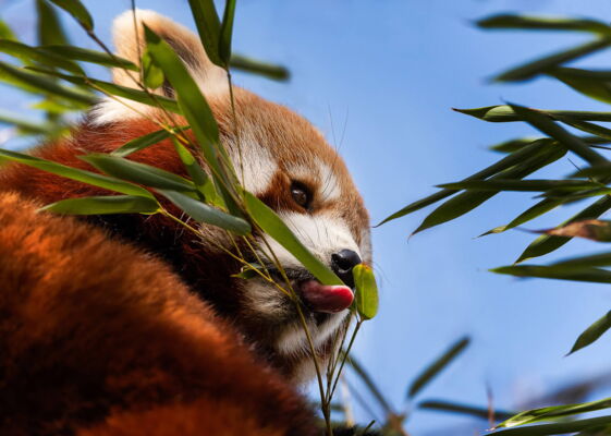 Red Panda, Zoo Zuerich, Switzerland