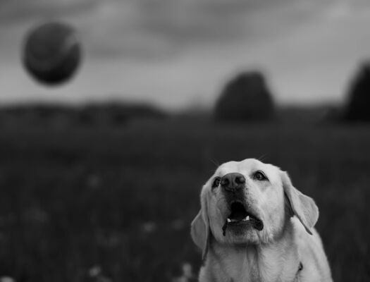 Catching Ball, Labrador Retriever, Switzerland