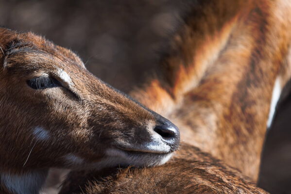 Nilgai, Zoo Zuerich, Switzerland