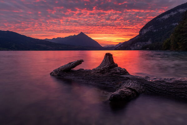 Driftwood, Unterseen, Switzerland