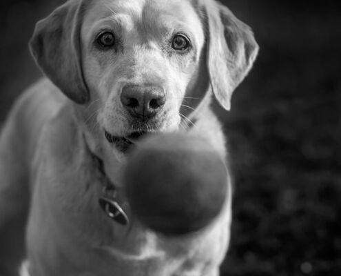 Catching Ball, Labrador Retriever, Switzerland