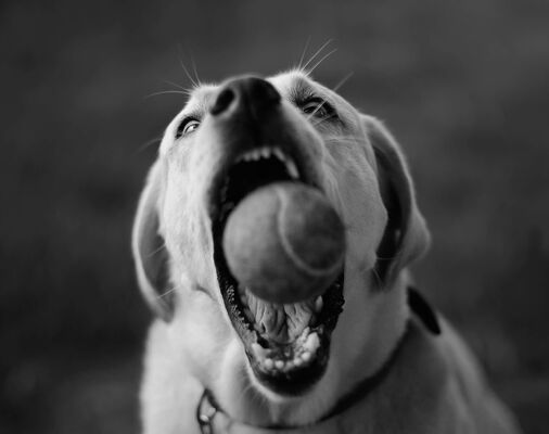 Catching Ball, Labrador Retriever, Switzerland